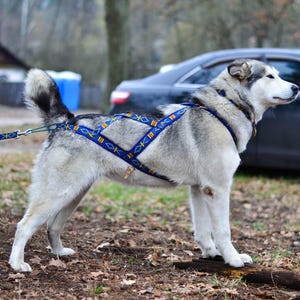 Puede incluir: Un arnés para perros con un patrón geométrico azul y dorado está colocado sobre un perro gris y blanco. El perro está de pie al aire libre con una correa adjunta. El texto "WILL TO GO" es visible en la esquina superior izquierda.
