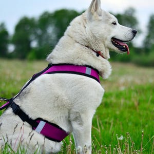 Personalized Dog Harness: Embroidered No-Pull Comfort Harness