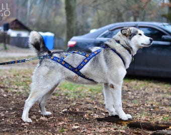 May include: A dog harness with a blue and gold geometric pattern is fitted on a gray and white dog. The dog is standing outdoors with a leash attached. The text "WILL TO GO" is visible in the upper left corner.