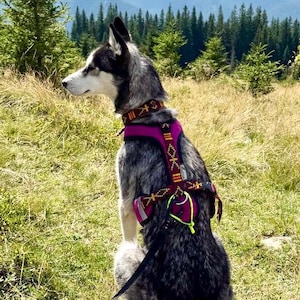 Pode incluir: Um cão husky cinza e branco usando uma coleira roxa e marrom está sentado em um campo gramado, olhando para uma cordilheira sob um céu azul com nuvens. O cão está na coleira, e a cena se passa em um ambiente natural ao ar livre.