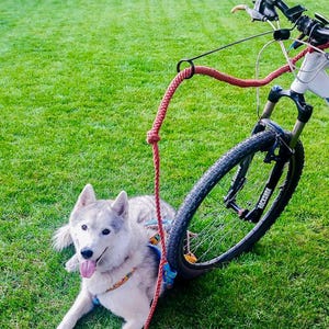 Op de afbeelding: Een grijze en witte Siberische Husky-hond met een harnas ligt op groen gras naast een fiets. De hond is met een rode lijn verbonden met de fiets. De fiets heeft zwarte banden en een wit frame.