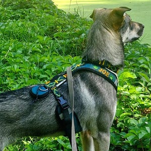 May include: A gray and tan dog wearing a harness with the name "JOE" on it, standing in a lush green environment. The dog is looking towards a body of water covered in green algae. A leash is attached to the harness.