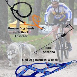 Può includere: Immagine di attrezzatura per slitte trainate da cani: un guinzaglio elastico nero con ammortizzatore, un'antenna per bici e un'imbracatura blu per cani da slitta con un motivo. Sono visibili anche un cane e un ciclista.