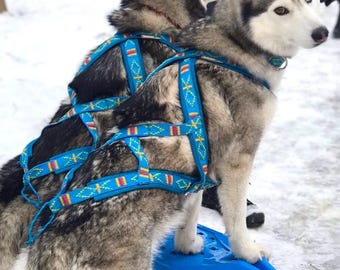 May include: Two Siberian Husky dogs with grey, black, and white fur wearing bright blue nylon harnesses. The harnesses feature a repeating yellow and red geometric pattern. One dog stands on a blue plastic sled, while the other stands behind it.