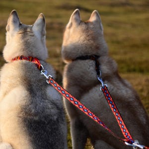 Könnte beinhalten: Zwei Hunde mit hellbraunem und grauem Fell sind von hinten zu sehen und tragen rot-schwarz gemusterte Halsbänder und Leinen. Die Leinen sind mit einem einzigen Metallverschluss verbunden. Die Hunde sind im Freien in einem grasbewachsenen Bereich.