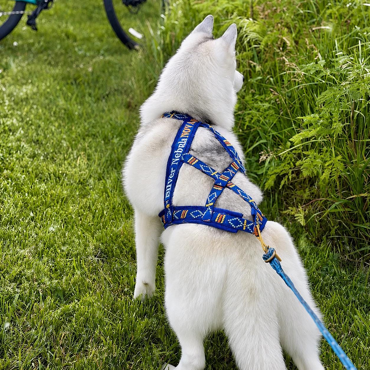 刺繍入りそり犬用ハーネス：オールシーズン対応のキャニクロス、スキー