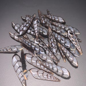Sea shell Slices 30 pcs, Spiral Shells Slices, Bohemian Craft, Conchs, Natural sea shells, Shell craft supplies, Shells for crafts