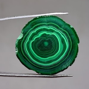 Puede incluir: Una rebanada pulida de piedra preciosa de malaquita, que muestra bandas concéntricas de varios tonos de verde. La piedra natural se sujeta con pinzas plateadas sobre un fondo gris neutro, resaltando sus patrones y texturas únicos.