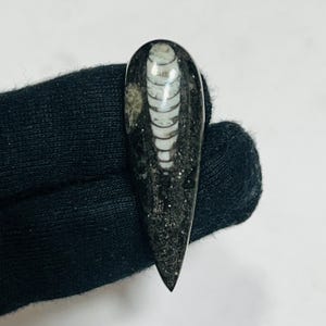 Polished Orthoceras Fossil Stone: Ancient Sea Creature, 36ct Collector&#39;s Piece