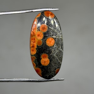 May include: An oval gemstone with a black base, featuring bright orange circular patterns. Held by tweezers, the polished stone displays a unique colour combination. A striking piece for jewellery, with a distinctive pattern and texture.