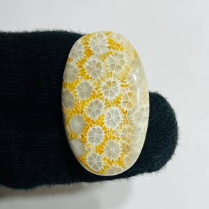 Natural Fossil Coral Gemstone Cabochon | Healing Fossilized Coral Crystal | Unique Jewelry Making Stone weight 39 carat size 36X22X5mm
