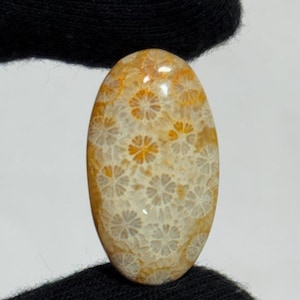 Natural Fossil Coral Gemstone Cabochon | Healing Fossilized Coral Crystal | Unique Jewelry Making Stone weight 27 carat size 31X17X5mm