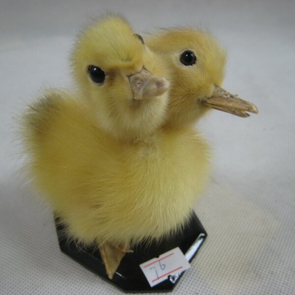 Taxidermy double-headed freaken duck duckling creepy taxidermy collectable birthday gift