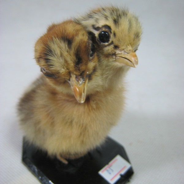 Taxidermy double-headed freaken chicken chick