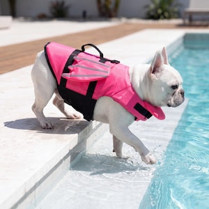 May include: A white French Bulldog wearing a bright pink and black dog life vest with reflective stripes and a handle. The dog is standing at the edge of a swimming pool, with its paw in the water.