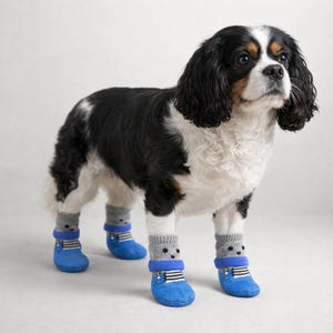 以下が含まれることがあります： グレーとブルーの犬用靴下を履いたキャバリア・キング・チャールズ・スパニエルの犬。 靴下には漫画の顔のデザインと、黒いストライプの青い袖口が付いています。 犬は黒、白、茶色の毛皮をしています。