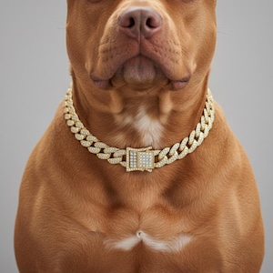 May include: A gold-coloured dog collar featuring a chunky chain design, embellished with many small, sparkling crystals. The collar is secured with a rectangular clasp, also decorated with crystals. The dog has brown fur and a white patch on its chest.