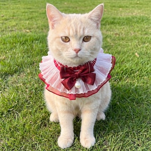 Könnte beinhalten: Eine cremefarbene Katze mit einem Rüschenkragen mit einer weinroten Schleife und einem Perlenanhänger. Der Kragen hat ein weißes und rosa Rüschendesign mit weinroten Verzierungen. Die Katze sitzt auf grünem Gras.
