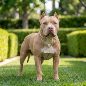 May include: A tan Pitbull dog stands on green grass, wearing a gold chain necklace with a pendant reading "QUEEN". The dog is in a well-manicured outdoor setting with green hedges in the background.