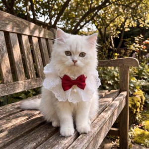 May include: A fluffy white cat sits on a wooden bench, wearing a white lace collar with a red bow tie and a pearl pendant. The cat has light-colored eyes and is positioned in front of a blurred background of greenery and sunlight.