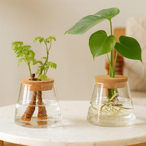 Peut inclure: Deux vases de propagation en verre avec des couvercles en liège. L'un contient une plante avec des feuilles vertes et des racines visibles, l'autre une plante avec de petites feuilles vertes et des racines visibles. Les vases sont remplis d'eau.