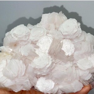 May include: A cluster of white barite crystals featuring a distinct rose-like formation. The mineral specimen displays numerous layered, petal-shaped crystal blades that radiate from central points, creating a textured, floral-like appearance.