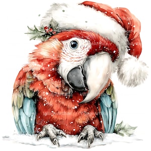 May include: Watercolor illustration of a red and blue parrot wearing a Santa hat with holly. The parrot is perched in snow, with its claws visible. The image has a festive, holiday theme.