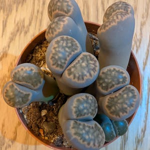 Giant Lithop Box - 1 to 6 Living Stones