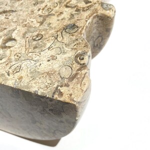 Puede incluir: Una losa de piedra pulida con un patr&oacute;n natural denso de conchas fosilizadas y restos org&aacute;nicos en tonos beige, bronceado y marr&oacute;n. La superficie es lisa con un acabado brillante, mostrando un borde curvo con una muesca distintiva.