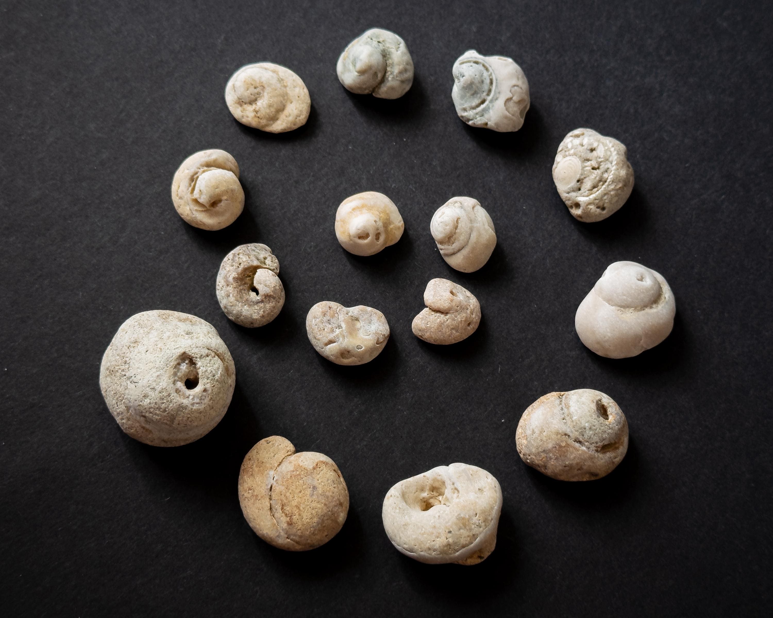 13 天然の化石化した貝殻石 – ユニークな海の化石/ビーチの発見/古代の