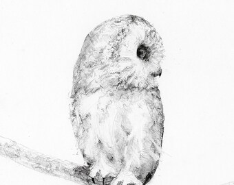 Northern Saw-whet, Owl wall art, Owl decor, Archival print of original charcoal drawing