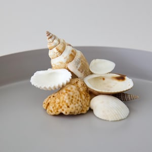 Seashell Jewelry Holder | Coastal Trinket Dish | Ocean-Inspired Decor