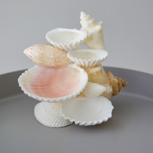 Seashell Jewelry Holder | Coastal Trinket Dish | Ocean-Inspired Decor