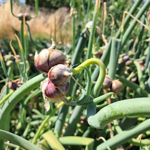 Egyptian Walking Onion Bulbs: Perennial Garden Onion - Bulk