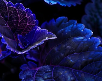 Dark Blue Coleus, Plectranthus scutellarioides - Home, Décor, Life, Gift, Art, Png File