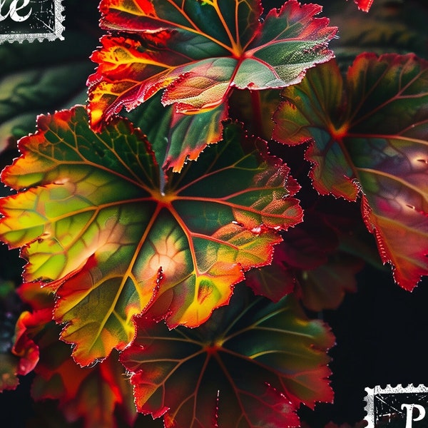 Autumn Flame Begonia  -  Home, Décor, Life, Gift, Art, Png File, This is Not a Physical Item, No Refunds Available