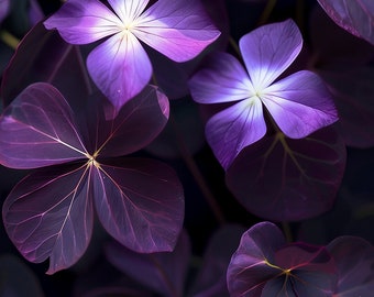 Oxalis violet foncé - Maison, décoration, vie, cadeau, art, fichier png, ceci n'est pas un article physique, aucun remboursement possible