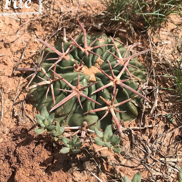 Echinocactus texensis aka Horse Crippler  -  Home, Décor, Life, Gift, Art, Png File