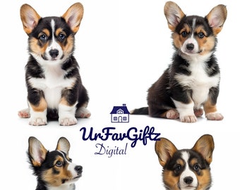 Tri Color Corgi Puppies - Dog, Puppy, Corgo, Multiple, Tricolor, Baby, Pembroke, Cardigan, Welsh, Dogo, Stock Photo Bundle, Png Files