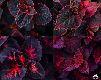 Lot de stock de coleus rouge foncé - violet foncé, cramoisi, magenta foncé, cramoisi et noir - lot de photos, fichiers png