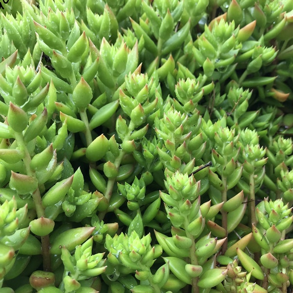 Groene Sedum, dit is geen fysiek item, er is geen restitutie mogelijk