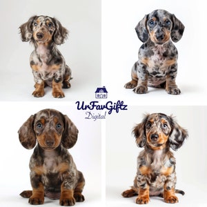 Dapple Dachshund Puppies Dog, Puppy, Doxie, Multiple, Merle