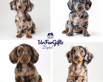 Merle dachshund for sale online