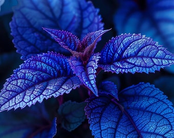 Blue Coleus, Plectranthus scutellarioides - Home, Décor, Life, Gift, Art, Png File