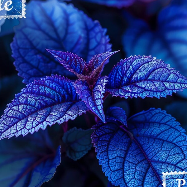 Blue Coleus, Plectranthus scutellarioides - Home, Décor, Life, Gift, Art, Png File, This is Not a Physical Item, No Refunds Available