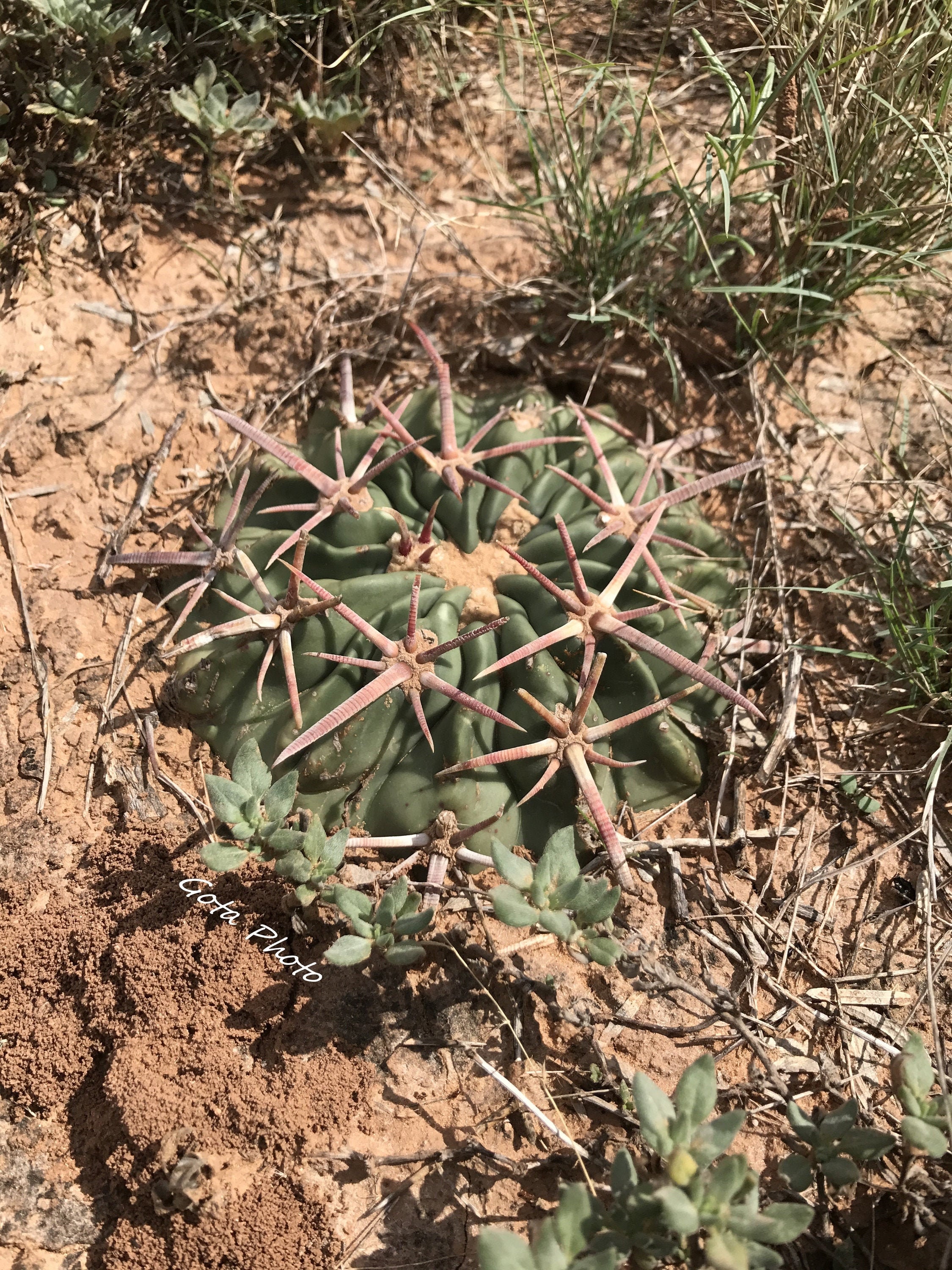 Echinocactus Texensis Aka Horse Crippler Etsy