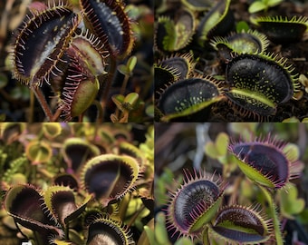 Dark Fly Trap Bundle - Stock Photo Bundle, Png Files