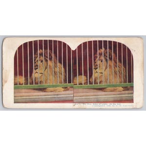 May include: Vintage postcard featuring two lions behind bars. The lions have golden manes and are set against a red background. The text at the bottom reads "Old Rex, King of Lions. At the Zoo."