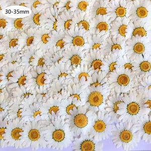 100 Pressed White Chamomile Flowers: Natural Dried Daisies for Resin Art