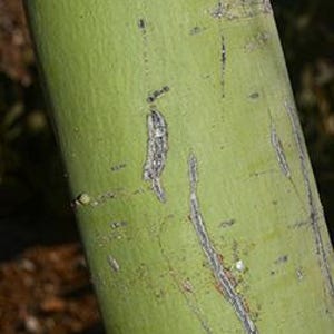 May include: A smooth, light green cylindrical plant stem featuring vertical, elongated greyish-brown scars and small, scattered dark markings along its surface, showing a natural texture with subtle variations in color and depth.